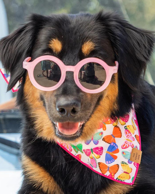 Bright Butterflies Pet Bandana