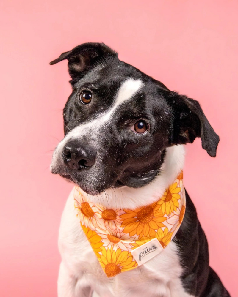 Dog Bandana Fielding